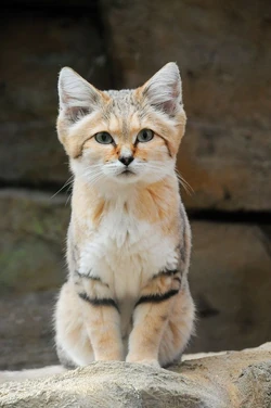 Sand cat 163032776.jpg.optimal.webp