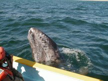 Grey Whale Watching in Mexico.jpg