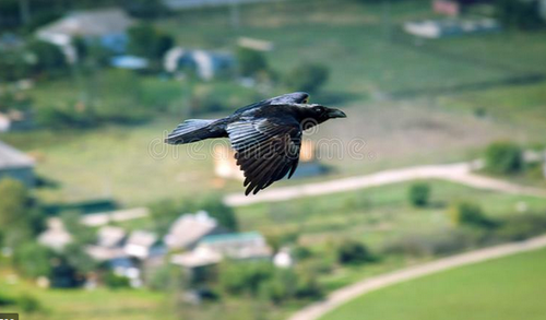 raven flies.png