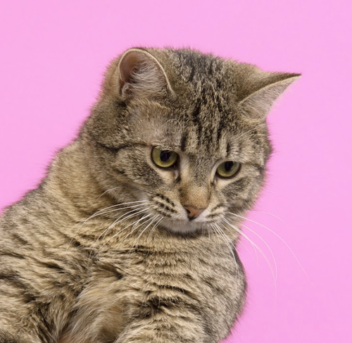 Screenshot 2022 09 02 at 21.56.59 copy.png