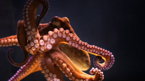 octopus5.jpg