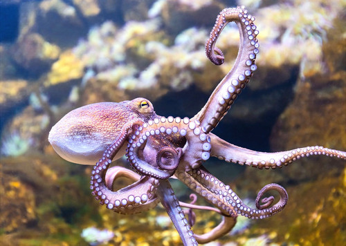octopus1