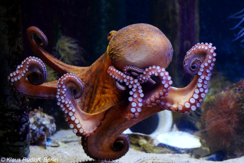 octopus2.jpg