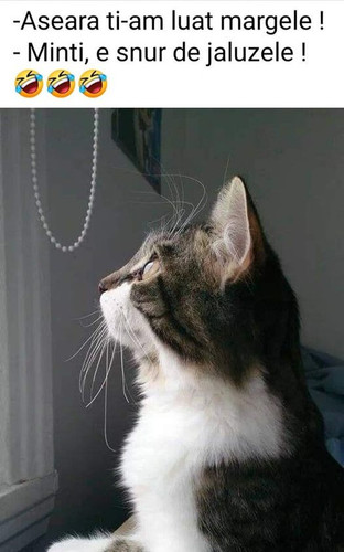 299819666 1131708460758095 5833634586614482370 n.jpg