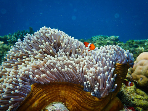 underwater2.jpg