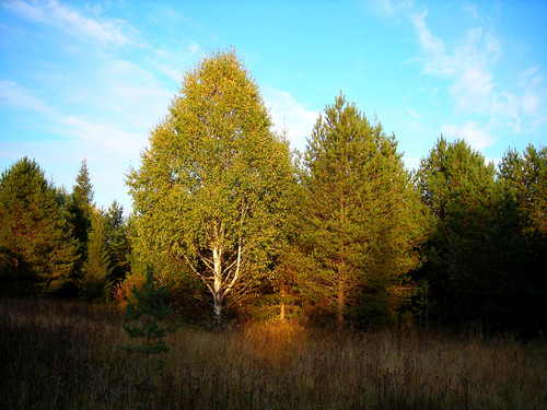 осень, солнце (2021).jpg