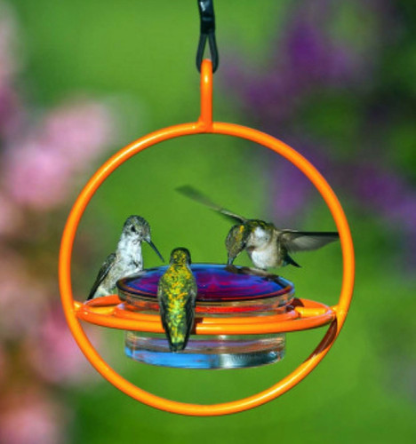 C HUMMINGBIRD.jpg