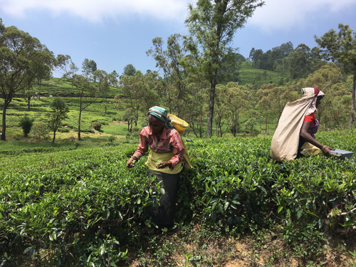 Sri Lanka holidays.jpg