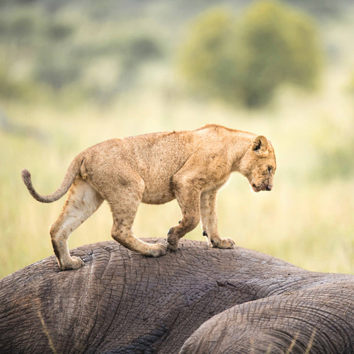 Find Best Kenya Tanzania Safari.jpg