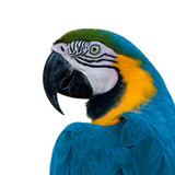 parrot head art whitton