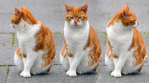 trio of orange cats pixabay 960x540