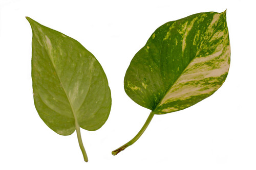 F9hMPD0y1bS59VEIDDzncuoLwM EpM098ja nEsREEMVF2DpvvJ5OXdgkFJWDDt xX rkpVDRpuFO hSIMrZrfjfeMlP0IWXC2qB.jpg