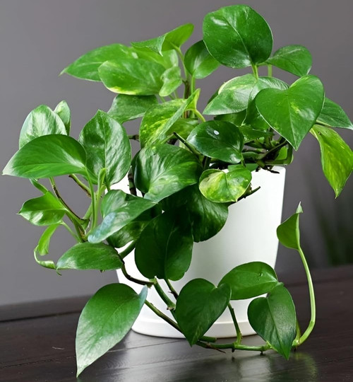 71XPxFM40pL. SL1500 .jpg