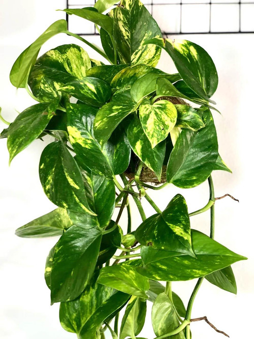 ahbOrtlr1fZi7owSGpK8R3FQ fKyVJ9RbNUQFXTnWXaol73shLhU pn56es WQoaj kaQCTMXxAv0PiNmnXr2VW5ZfOX6UESDJLo.jpg