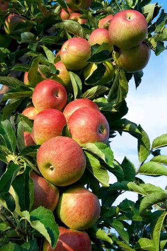 Which Apple Types to Plant Together 2.jpg