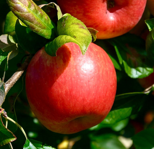 HoneycrispAppleMontanaFruitTreeCo.jpg