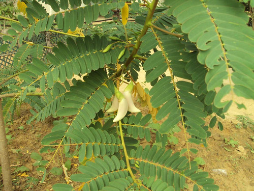 710HIc+dn9L. SL1024 .jpg