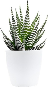 no annual no haworthia zebra and.jpg