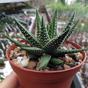 35 02051g nooelec seeds india or.jpg