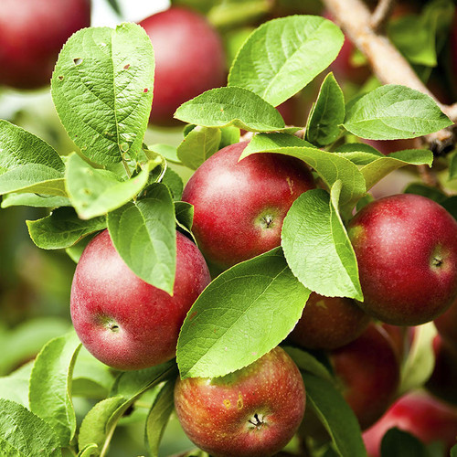 pixie crunch apple tree.wdp.jpg