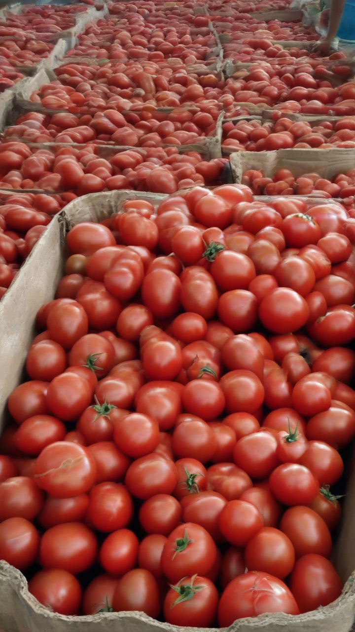 DA denies tomato dumping in Nueva Vizcaya due to oversupply