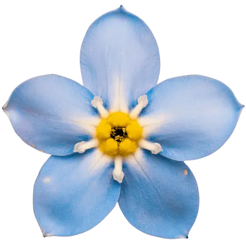 forget me not flower transparent photo png (1).webp