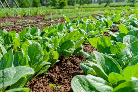 10 spinach seed palak seed arshi (1).jpg