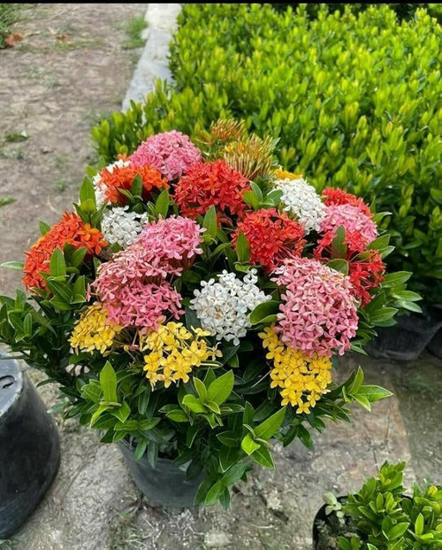 71QNg6aT6TL. UF1000,1000 QL80.jpg