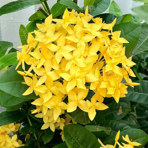 plantogallery ixora minature pla.jpg