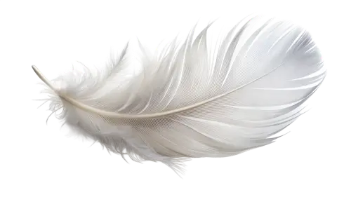 white feather isolated on transparent background free png.webp