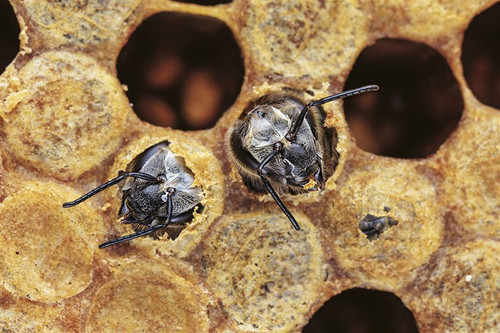 secretos de las abejas 8301676b 800x533.jpg