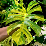 yellow green monstera3.png