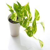 yellow pothos2.png