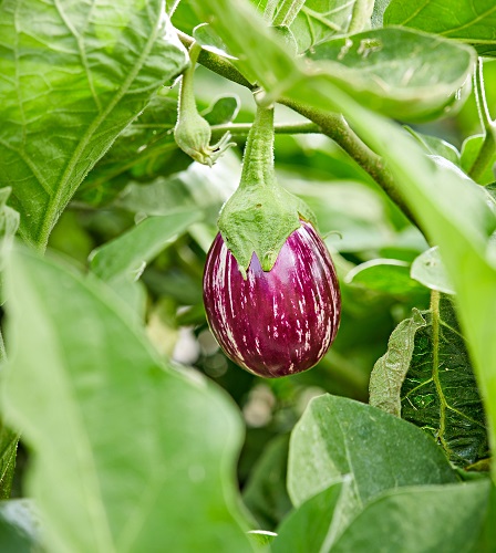 brinjal2.jpg