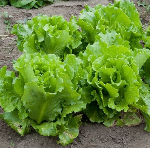 lettuce 2.jpg