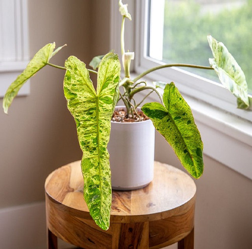 Philodendron long leaf2.jpg