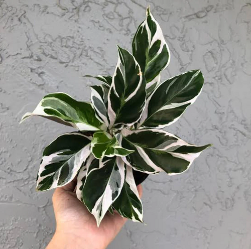 Calathea1.png