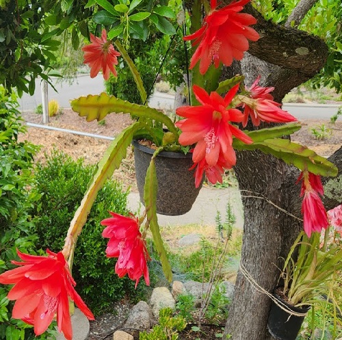 epiphyllum plant1.jpg