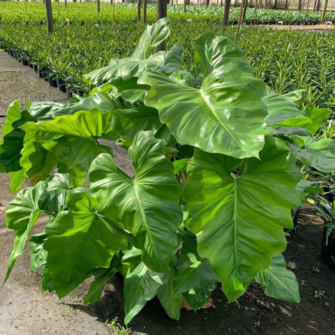 Philodendron2.jpg