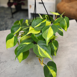 philodendron plant1.png