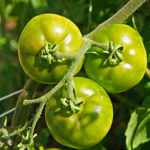 green tomato2.jpg