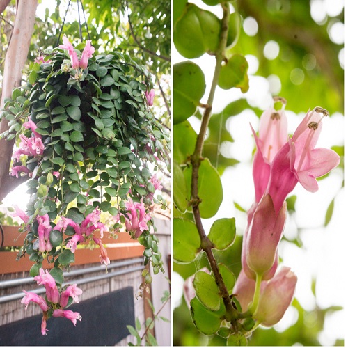 Pink Lipstick Plant (Aeschynanthus radicans).jpg