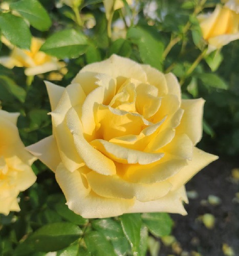 rose flower2.jpg