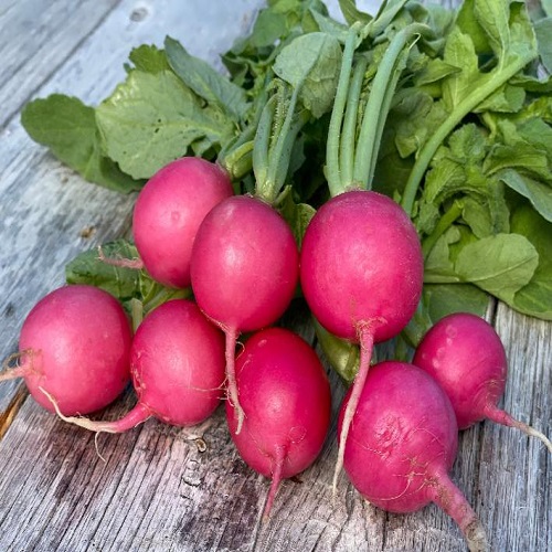 pink turnip 2.jpg