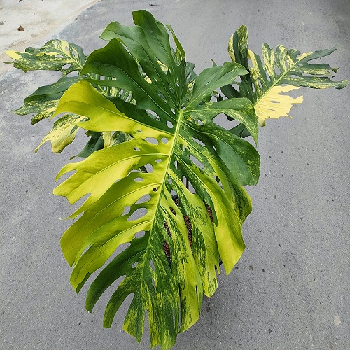 yellow green monstera2.jpg