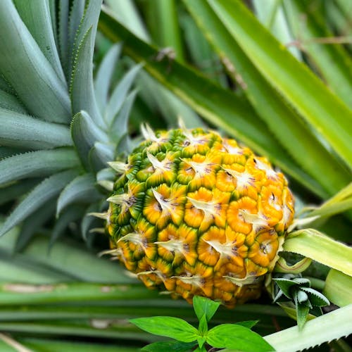 yellow pineapple2.jpg