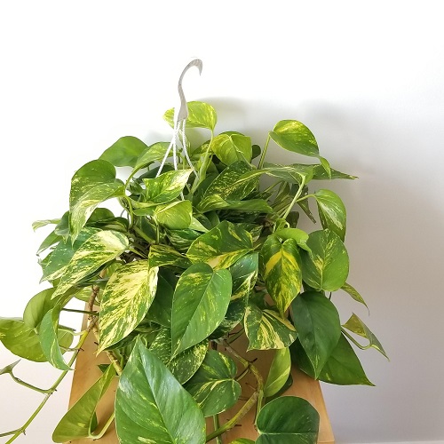 yellow pothos1.jpg