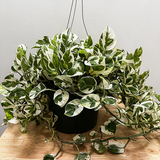 Pothos1.png