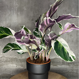 Calathea2.png