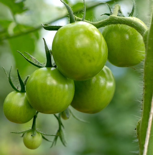 green tomato3.jpg